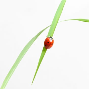 red ladybug on green grass isolated