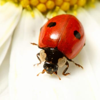 ladybug on white camomile summer background