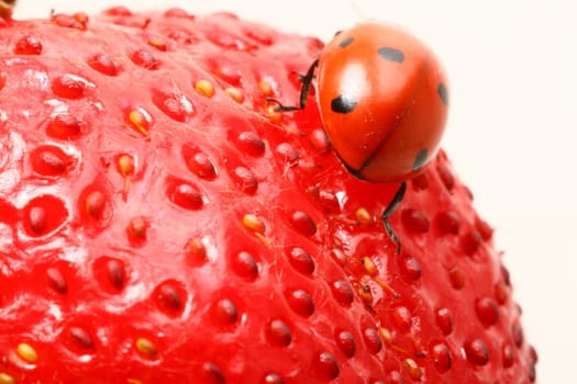 strawberry ladybug gourmet macro close up