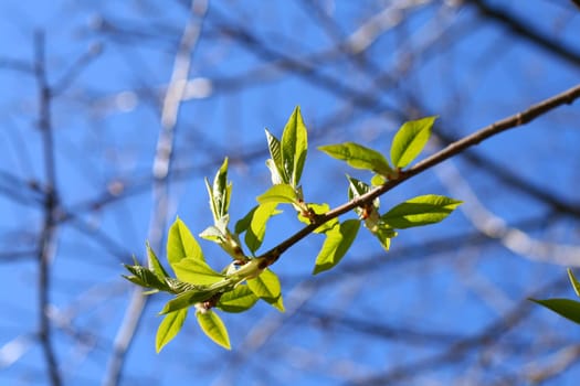 green leaf foliage nature beautiful background