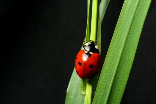 ladybug on grass black background