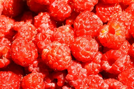 red wild raspberry macro close up