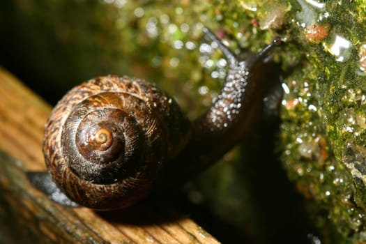 little shell macro close up