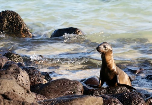 A Sea Lion Pup plays on the rocks in the Galapagos Islands