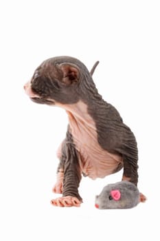 Newborn sphinx kitten walking on white background