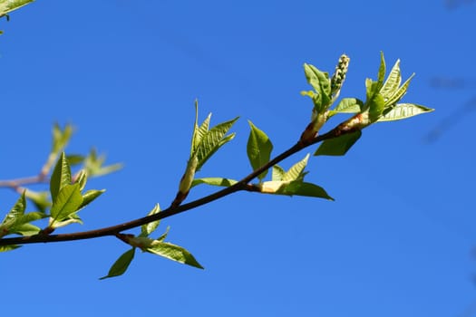 green leaf foliage nature beautiful background