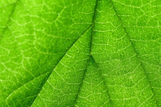 green leaf close up nature background