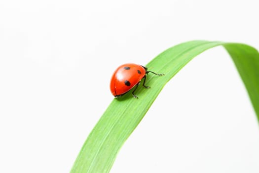 red ladybug on green grass isolated