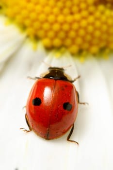ladybug on white camomile summer background