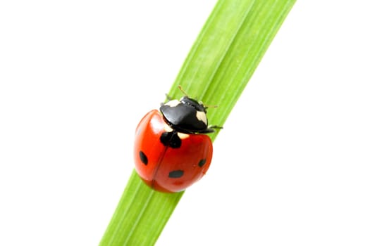 red ladybug on green grass isolated