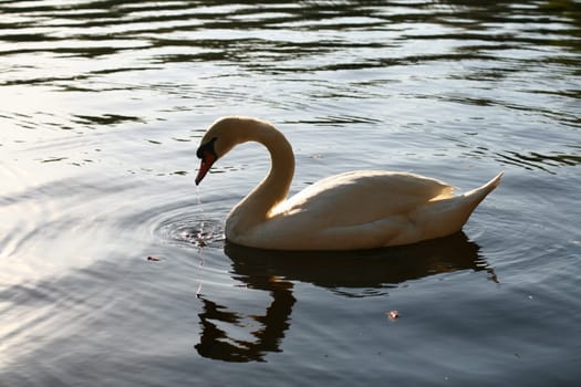 beautiful white swan in water