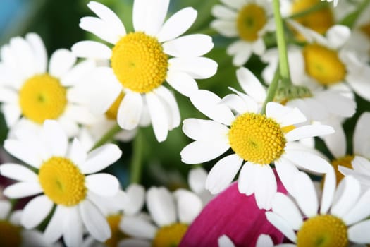 beautiful white spring flower close-up