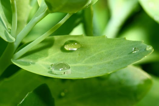 natural waterdrop on green leaf macro