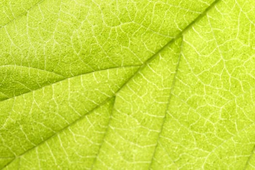 green leaf close up nature background