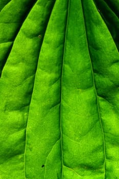 green leaf macro close up