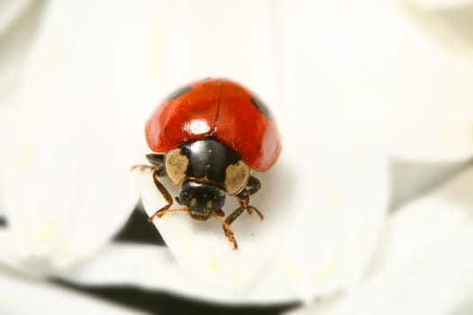 ladybug on white camomile summer background