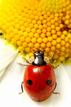 ladybug on white camomile summer background