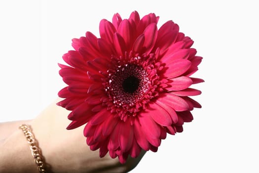 beautiful red spring flower close-up