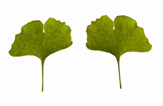 ginkgo biloba leaf isolated on the white background