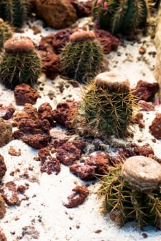 Barrel Cactus with sand and stones around in wild Mexico desert