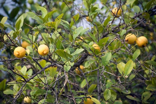 Multiple lemons on a Lemon tree.