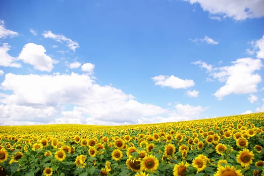 sunflower field over cloudy blue sky