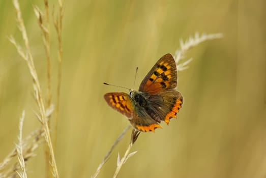 butterfly on a green leaf