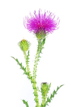 beautiful  flowers on white background