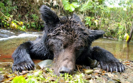 The Taiga hunting handicraft industry. Dead brown bear.