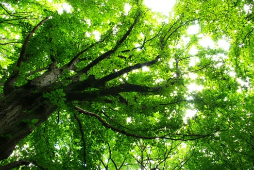 green leaves background in sunny day