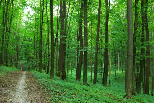 path is in the green forest