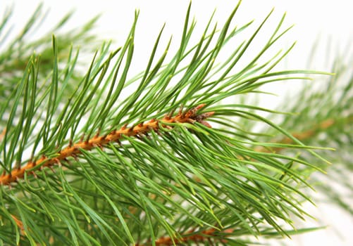 Branch of a pine with bright green needles