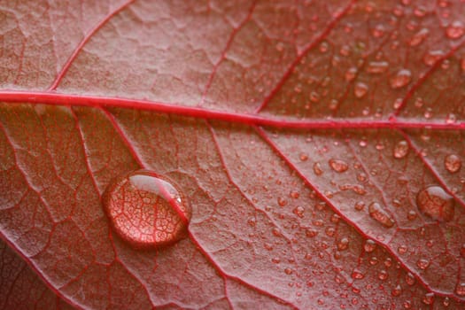 waterdrop on a red leaf, shallow dof