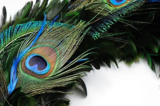 Close up of peacock feather eye over white