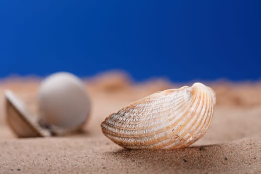 sea shell seashell on beach sand and blue sky, shallow DOF