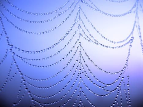 close up of a spider web with dew drops