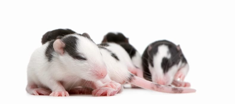 Rat in front of a white background
