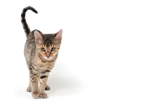 Purebred smooth-haired cat on a white isolated background. High quality photo