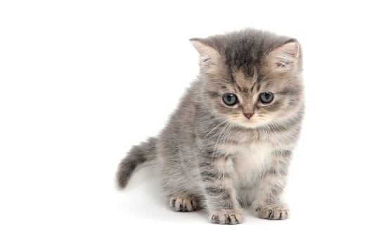 Fluffy purebred gray kitten on a white isolated background. High quality photo