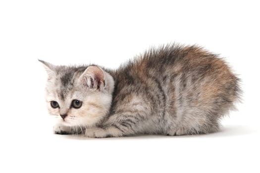 a small fluffy kitten on a white isolated background. High quality photo