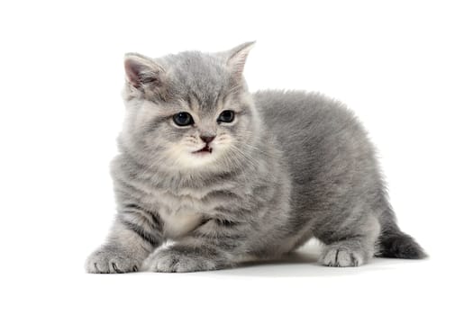 Purebred gray kitten on a white isolated background. High quality photo