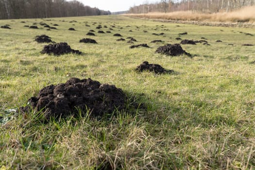Danger - molehill (Talpa europaea) on a protective dyke at the Baltic Sea