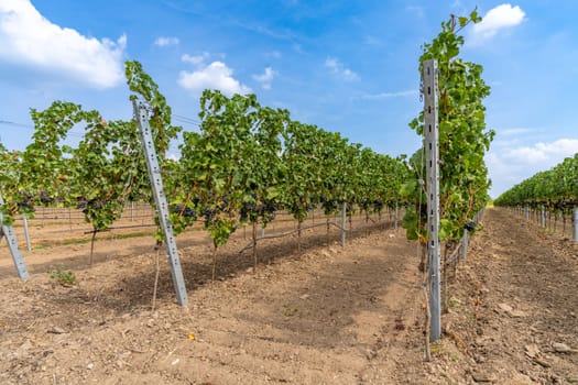 Vines with blue grapes on the Moselle - Perfect for wine lovers and nature photography
