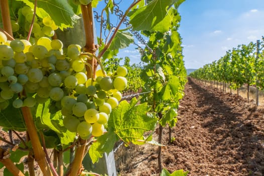 Close-up of green grapes on vines on the Moselle - Perfect for wine lovers and nature photography
