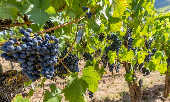 Close-up of blue grapes on vines on the Moselle - Perfect for wine lovers and nature photography