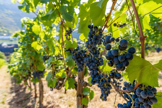 Close-up of blue grapes on vines on the Moselle - Perfect for wine lovers and nature photography