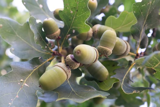 Close-up of acorns and leaves of an oak tree. The acorns and leaves belong to the genus Quercus, the Latin name for oak trees.