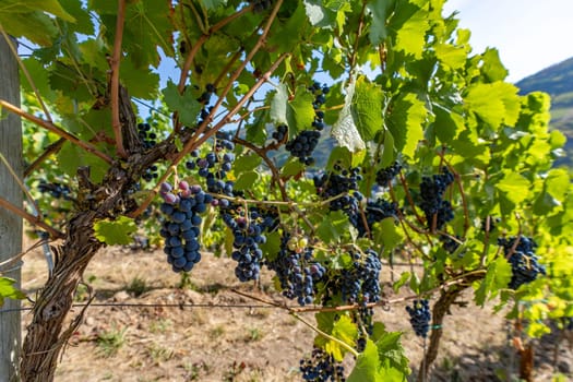Close-up of blue grapes on vines on the Moselle - Perfect for wine lovers and nature photography