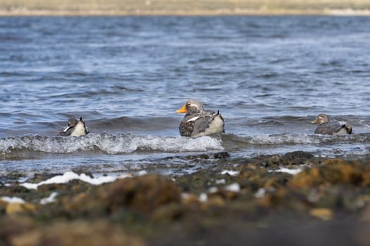 Flightless Falkland Steamer Ducks (Tachyeres brachypterus) in the Falkland Islands