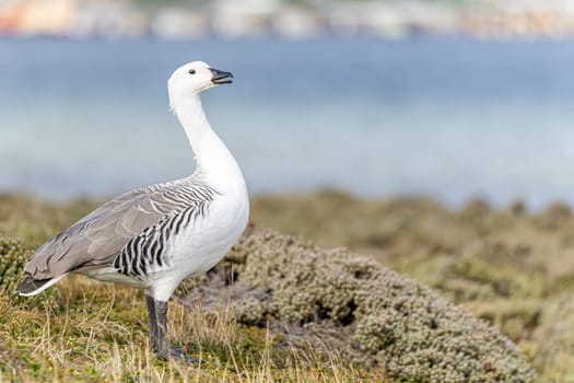 Kelp Goose (Chloephaga hybrida) (also called Brent Goose) photographed on the Falkland Islands